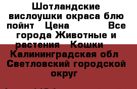 Шотландские вислоушки окраса блю пойнт › Цена ­ 4 000 - Все города Животные и растения » Кошки   . Калининградская обл.,Светловский городской округ 